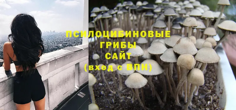 Галлюциногенные грибы Cubensis  где найти   Красноярск 